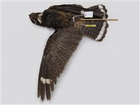 藏品(普通夜鷹)的圖片